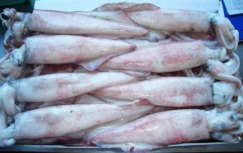 ❄️ Ocean Angel Frozen California Squid (Calamari) 24 x 454g